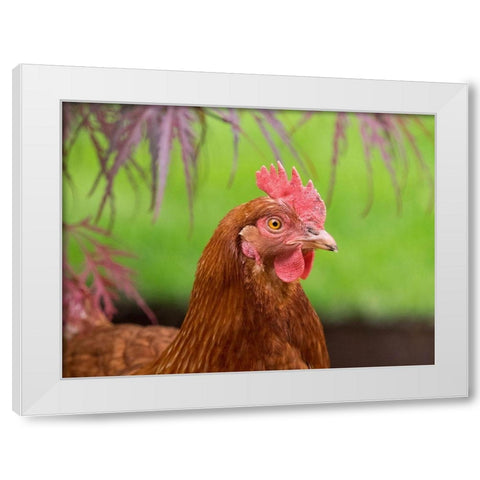 Washington State-ISA Brown chicken White Modern Wood Framed Art Print by Wild, Jamie and Judy