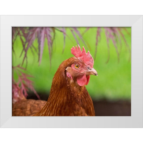 Washington State-ISA Brown chicken White Modern Wood Framed Art Print by Wild, Jamie and Judy