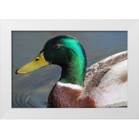 Washington State-Redmond-Lake Sammamish Male mallard duck White Modern Wood Framed Art Print by Wild, Jamie and Judy
