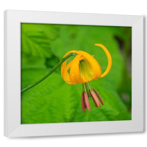 Washington State-Central Cascades-Columbia Tiger Lily wildflower White Modern Wood Framed Art Print by Wild, Jamie and Judy