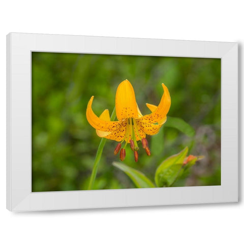 Washington State-Central Cascades-Columbia Tiger Lily wildflower White Modern Wood Framed Art Print by Wild, Jamie and Judy