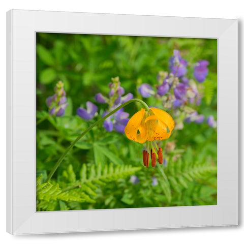Washington State-Central Cascades-Columbia Tiger Lily and Subalpine Lupine White Modern Wood Framed Art Print by Wild, Jamie and Judy