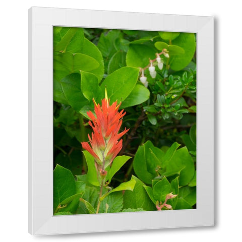 Washington State-Central Cascades-Magenta Paintbrush White Modern Wood Framed Art Print by Wild, Jamie and Judy