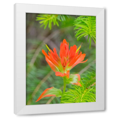 Washington State-Central Cascades-Magenta Paintbrush White Modern Wood Framed Art Print by Wild, Jamie and Judy