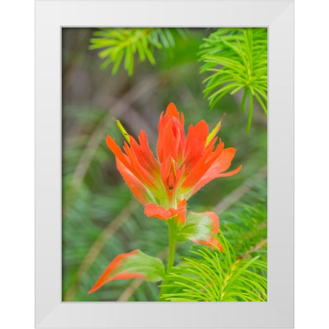 Washington State-Central Cascades-Magenta Paintbrush White Modern Wood Framed Art Print by Wild, Jamie and Judy