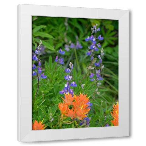 Washington State-Central Cascades-Hairy Paintbrush and Subalpine Lupine White Modern Wood Framed Art Print by Wild, Jamie and Judy