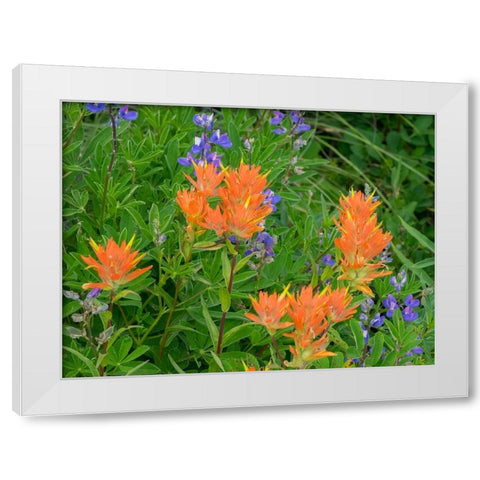 Washington State-Central Cascades-Hairy Paintbrush and Subalpine Lupine White Modern Wood Framed Art Print by Wild, Jamie and Judy