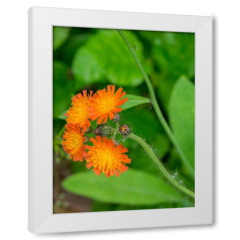 Washington State-Central Cascades-Orange Hawkweed-Hieracium aurantiacum White Modern Wood Framed Art Print by Wild, Jamie and Judy