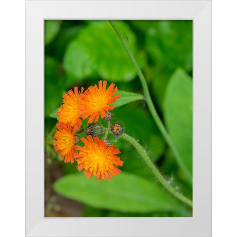 Washington State-Central Cascades-Orange Hawkweed-Hieracium aurantiacum White Modern Wood Framed Art Print by Wild, Jamie and Judy