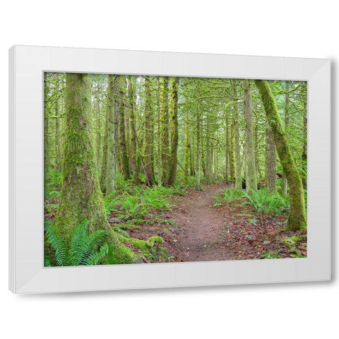 Washington State-Tiger Mountain-Trail through Moss covered trees White Modern Wood Framed Art Print by Wild, Jamie and Judy