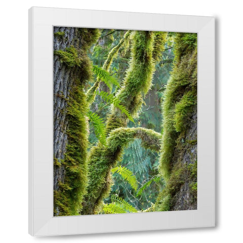 Washington State-Tiger Mountain-Moss covered fir trees White Modern Wood Framed Art Print by Wild, Jamie and Judy