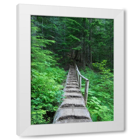 Washington State-Central Cascades-Old Fir tree bridge-on trail to Annette Lake White Modern Wood Framed Art Print by Wild, Jamie and Judy