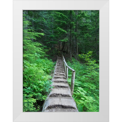 Washington State-Central Cascades-Old Fir tree bridge-on trail to Annette Lake White Modern Wood Framed Art Print by Wild, Jamie and Judy