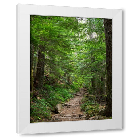 Washington State-Central Cascades-Granite Mountain trail White Modern Wood Framed Art Print by Wild, Jamie and Judy