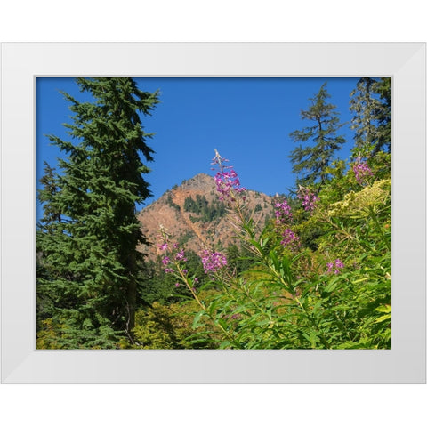 Washington State-Central Cascades-Fireweed and Red Mountain White Modern Wood Framed Art Print by Wild, Jamie and Judy