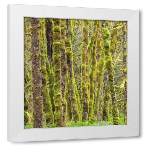 Washington State-Central Cascades-Moss covered Red Alder forest White Modern Wood Framed Art Print by Wild, Jamie and Judy