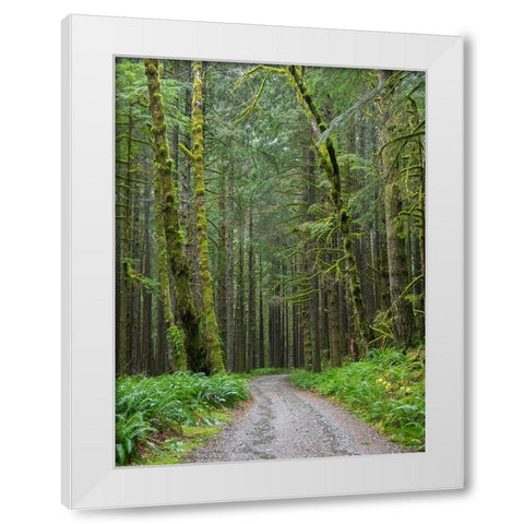 Washington State-Central Cascades-Forest Road 5620-Moss covered Red Alder forest White Modern Wood Framed Art Print by Wild, Jamie and Judy