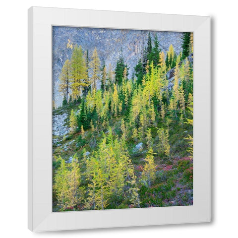 Washington State-North Cascades-Larch and Fir Trees White Modern Wood Framed Art Print by Wild, Jamie and Judy