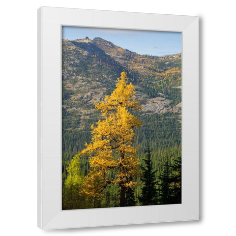 Washington State-North Cascades-Golden larch tree White Modern Wood Framed Art Print by Wild, Jamie and Judy