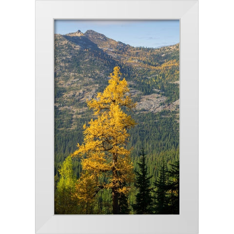Washington State-North Cascades-Golden larch tree White Modern Wood Framed Art Print by Wild, Jamie and Judy
