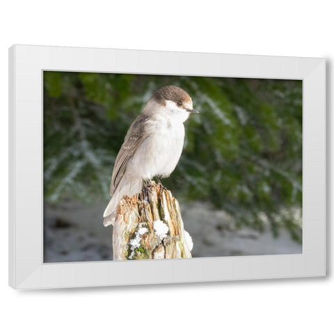 Washington State-Tiger Mountain Gray jay White Modern Wood Framed Art Print by Wild, Jamie and Judy