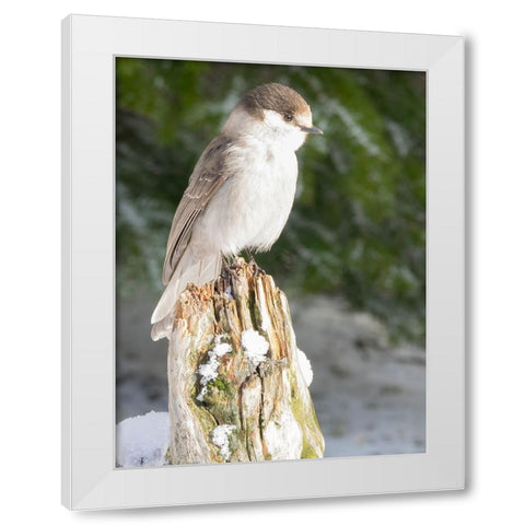 Washington State-Tiger Mountain Gray jay White Modern Wood Framed Art Print by Wild, Jamie and Judy