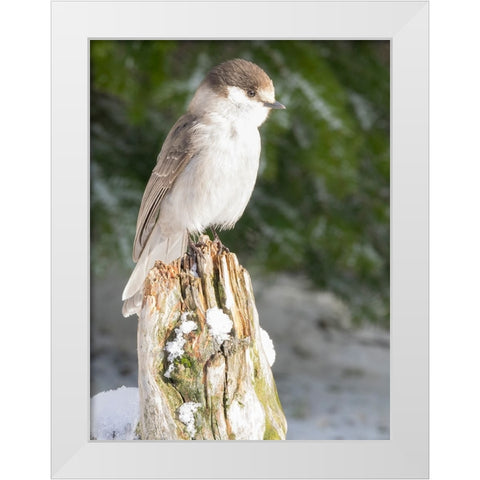 Washington State-Tiger Mountain Gray jay White Modern Wood Framed Art Print by Wild, Jamie and Judy