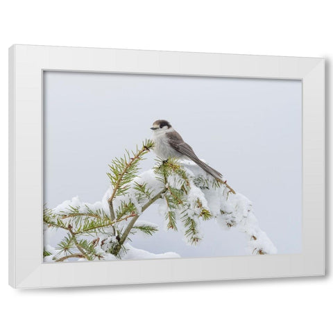 Washington State-Tiger Mountain Gray jay White Modern Wood Framed Art Print by Wild, Jamie and Judy