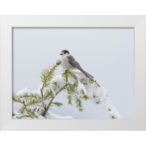 Washington State-Tiger Mountain Gray jay White Modern Wood Framed Art Print by Wild, Jamie and Judy