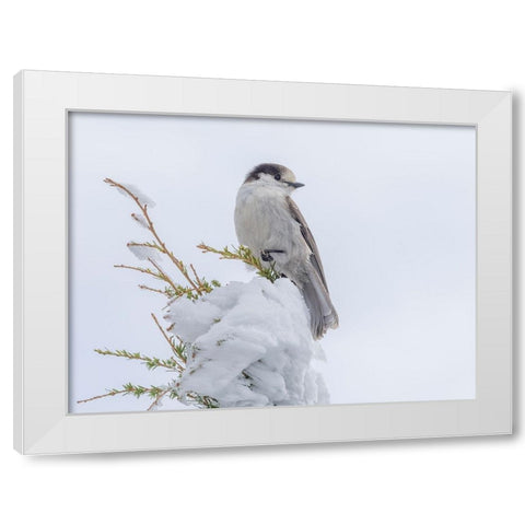 Washington State-Tiger Mountain Gray jay White Modern Wood Framed Art Print by Wild, Jamie and Judy