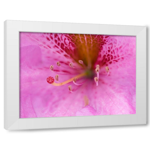 Washington State-Rhododendron Flower White Modern Wood Framed Art Print by Wild, Jamie and Judy