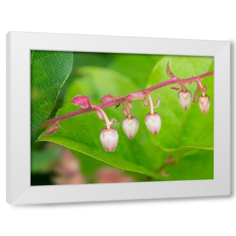 Washington State-Salal flowers White Modern Wood Framed Art Print by Wild, Jamie and Judy