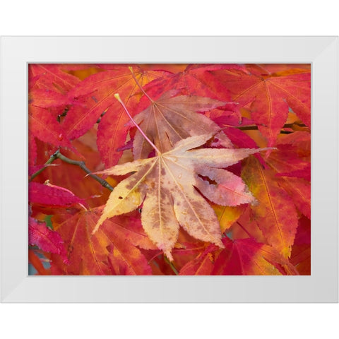 Washington State-Maple leaves White Modern Wood Framed Art Print by Wild, Jamie and Judy