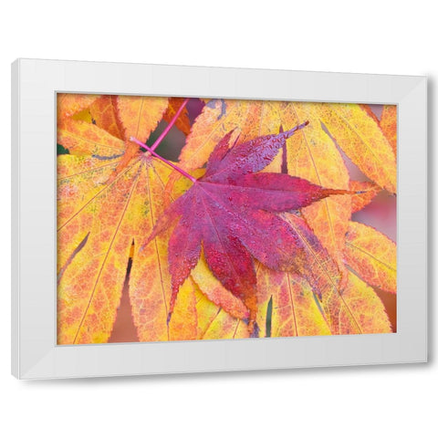 Washington State-Maple leaves White Modern Wood Framed Art Print by Wild, Jamie and Judy