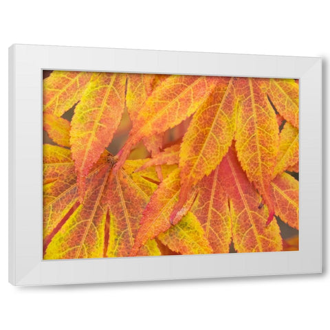 Washington State-Maple leaves White Modern Wood Framed Art Print by Wild, Jamie and Judy