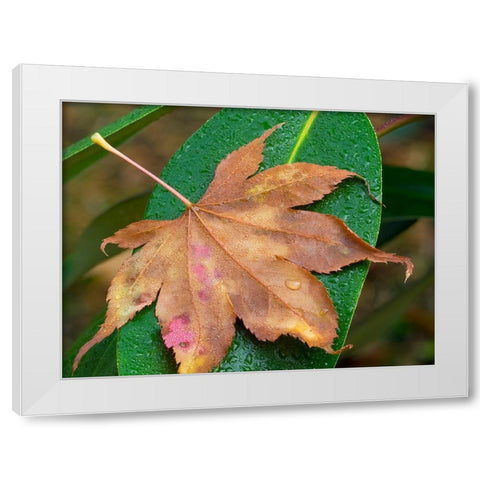 Washington State-Maple Leaf with dew drops White Modern Wood Framed Art Print by Wild, Jamie and Judy