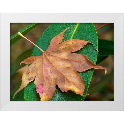 Washington State-Maple Leaf with dew drops White Modern Wood Framed Art Print by Wild, Jamie and Judy
