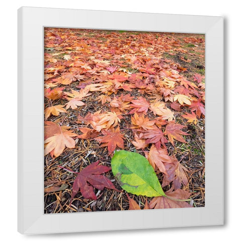 Washington State-Autumn colored maple leaves with green red alder leaf White Modern Wood Framed Art Print by Wild, Jamie and Judy