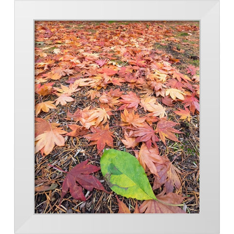 Washington State-Autumn colored maple leaves with green red alder leaf White Modern Wood Framed Art Print by Wild, Jamie and Judy