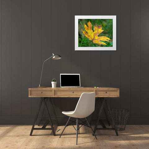 Washington State Bigleaf maple leaf White Modern Wood Framed Art Print by Wild, Jamie and Judy