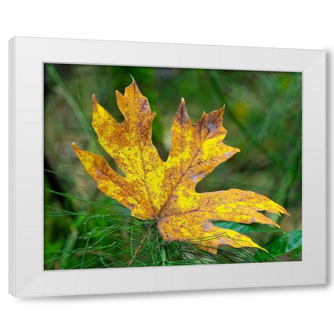 Washington State Bigleaf maple leaf White Modern Wood Framed Art Print by Wild, Jamie and Judy
