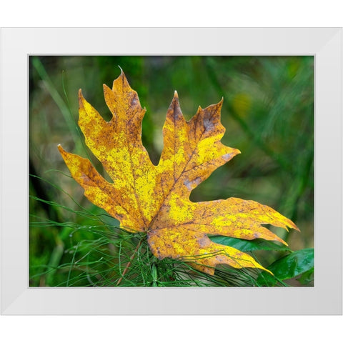Washington State Bigleaf maple leaf White Modern Wood Framed Art Print by Wild, Jamie and Judy