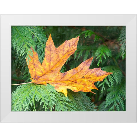 Washington State Bigleaf maple leaf White Modern Wood Framed Art Print by Wild, Jamie and Judy
