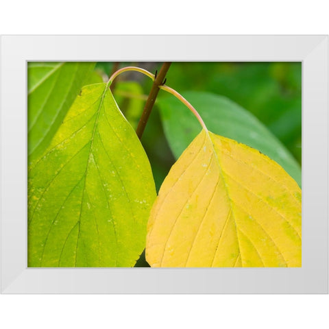 Washington State-Pacific Dogwood Leaf close-up White Modern Wood Framed Art Print by Wild, Jamie and Judy