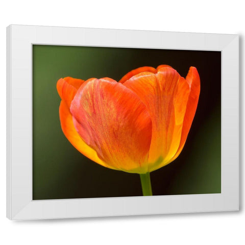 Washington State-Tulip close-up White Modern Wood Framed Art Print by Wild, Jamie and Judy