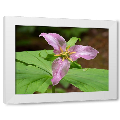 Washington State-Mount Baker-Snoqualmie National Forest-trillium close-up White Modern Wood Framed Art Print by Wild, Jamie and Judy