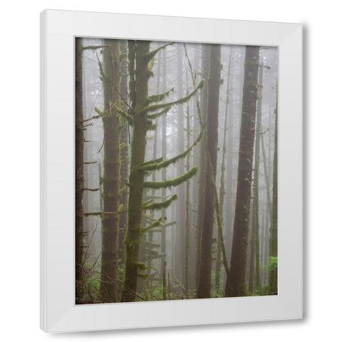 Washington State-Tiger Mountain-Trees in fog White Modern Wood Framed Art Print by Wild, Jamie and Judy