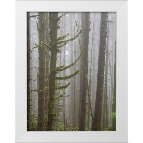 Washington State-Tiger Mountain-Trees in fog White Modern Wood Framed Art Print by Wild, Jamie and Judy