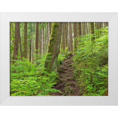 Washington State-Central Cascades Rainy Lake trail White Modern Wood Framed Art Print by Wild, Jamie and Judy
