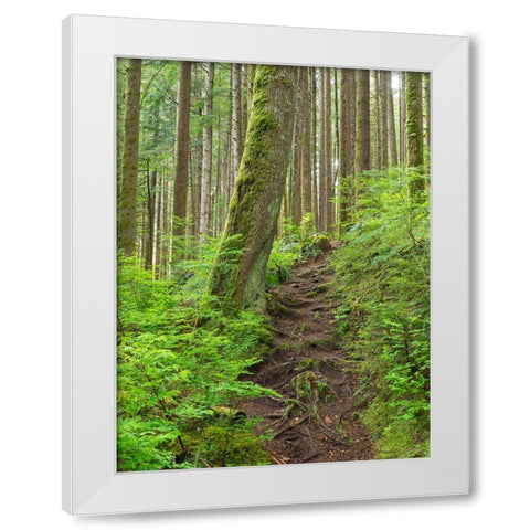 Washington State-Central Cascades Rainy Lake trail White Modern Wood Framed Art Print by Wild, Jamie and Judy